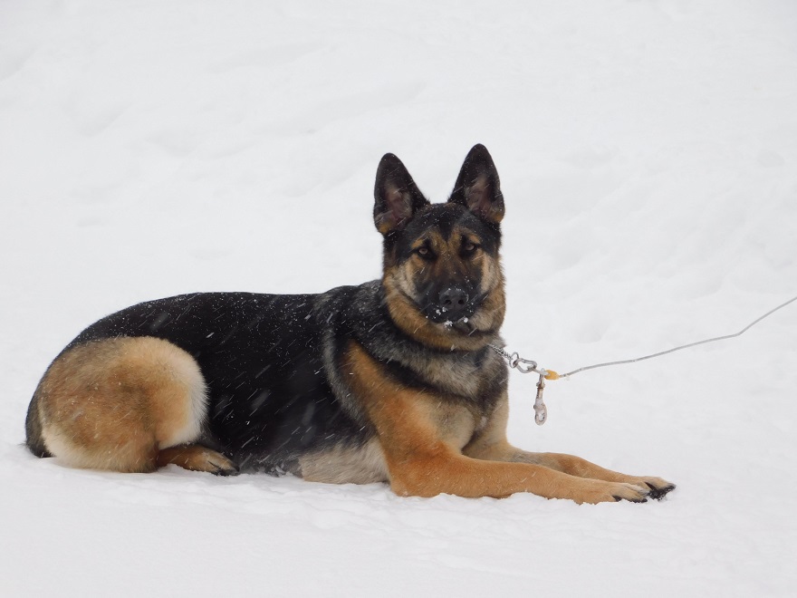 GSD - Copy.jpg